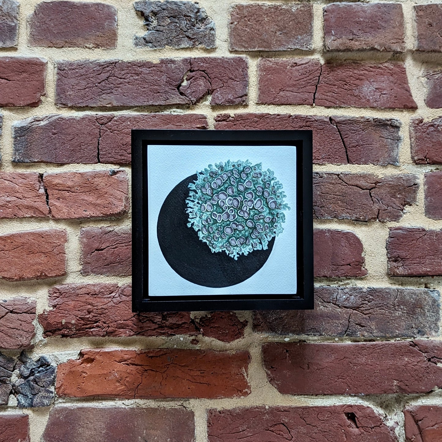 lichen circle