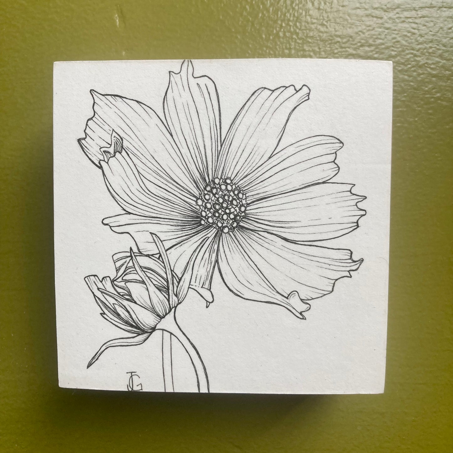 cosmos - october birth month flower original drawing