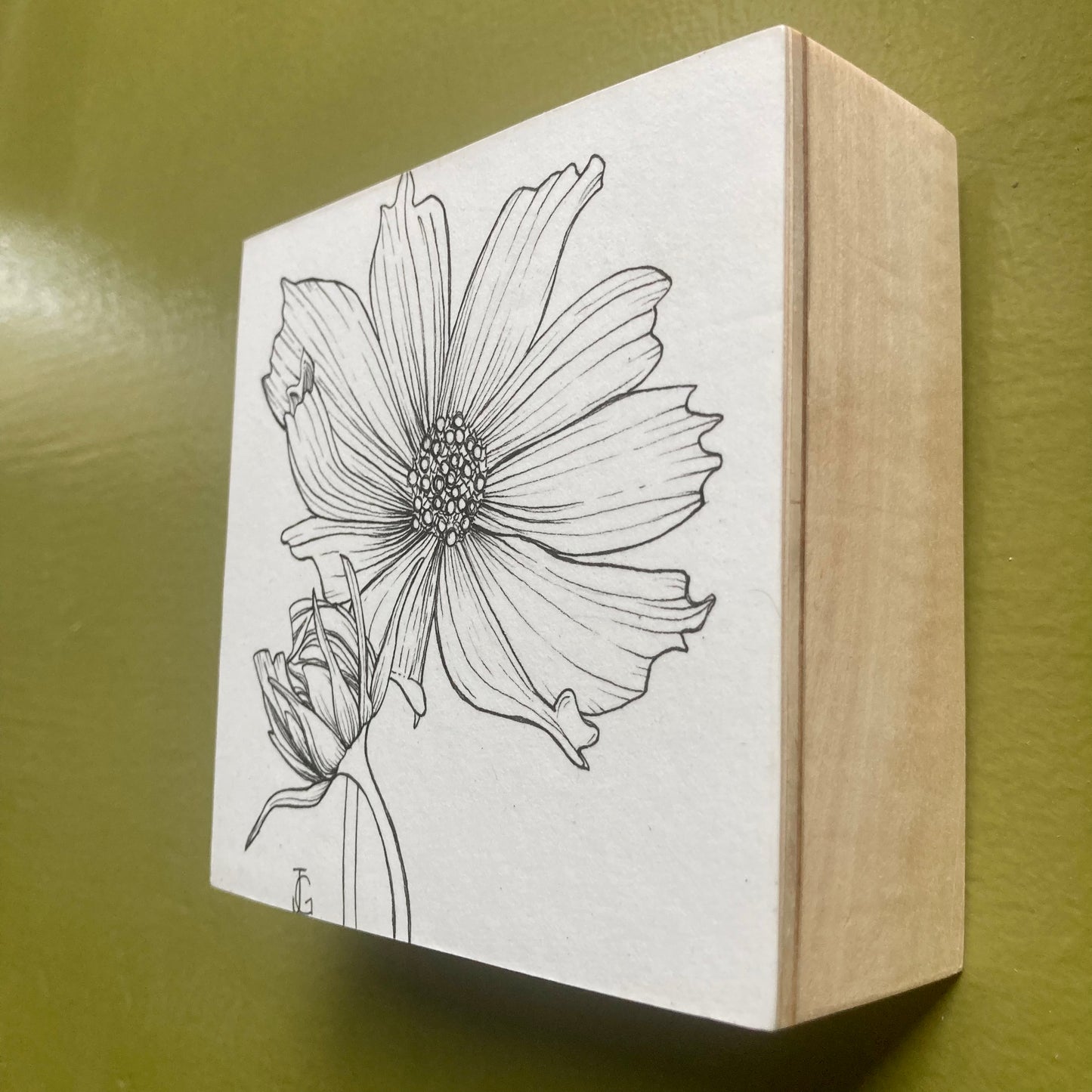 cosmos - october birth month flower original drawing