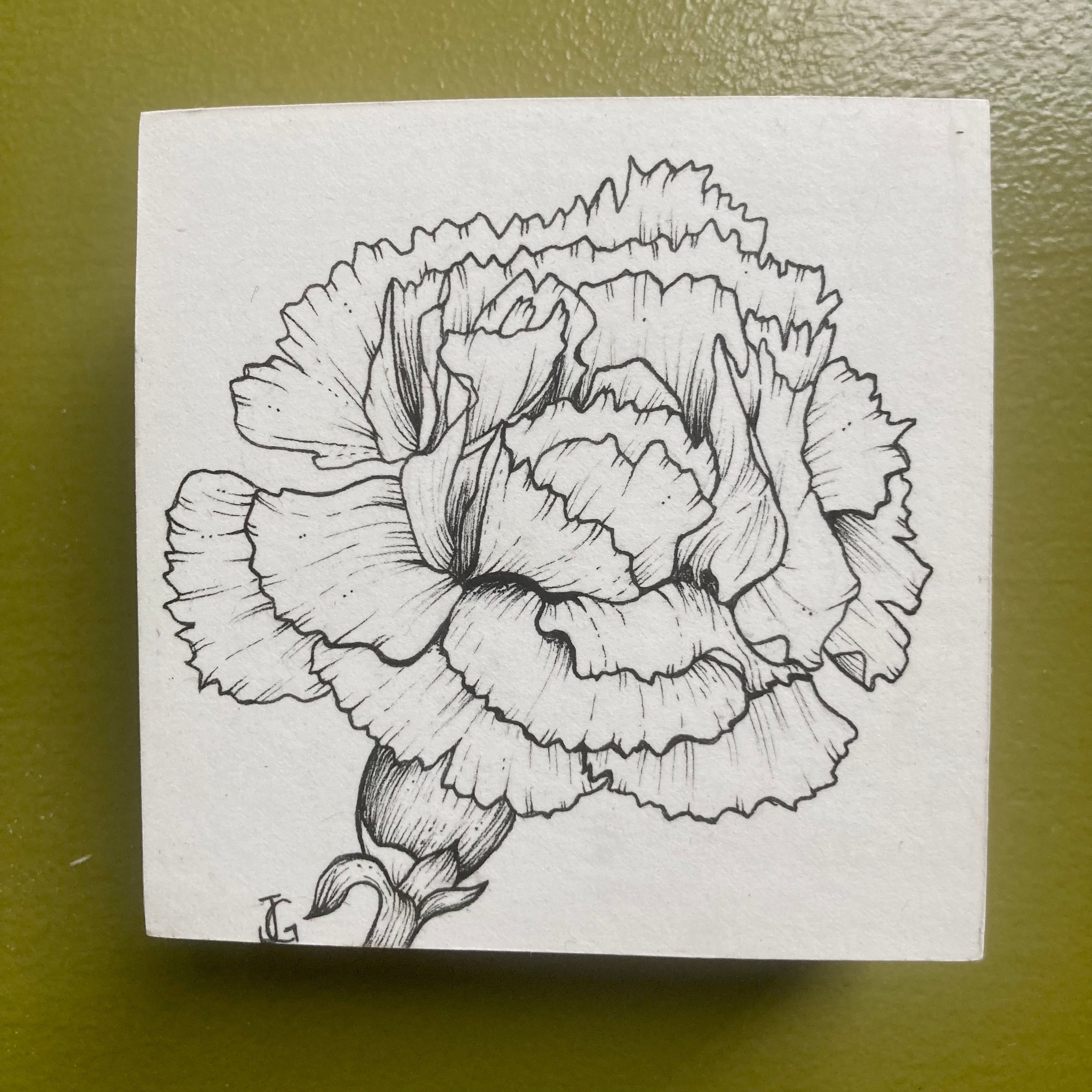how to draw a carnation