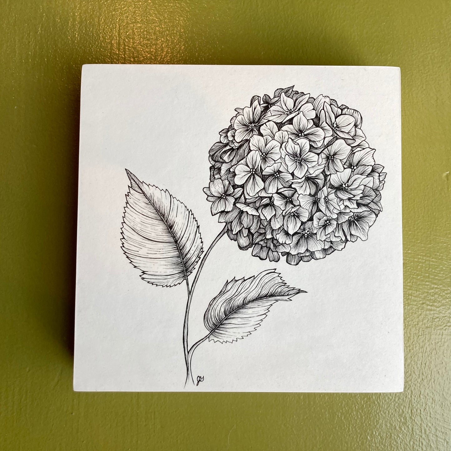 hydrangea original drawing