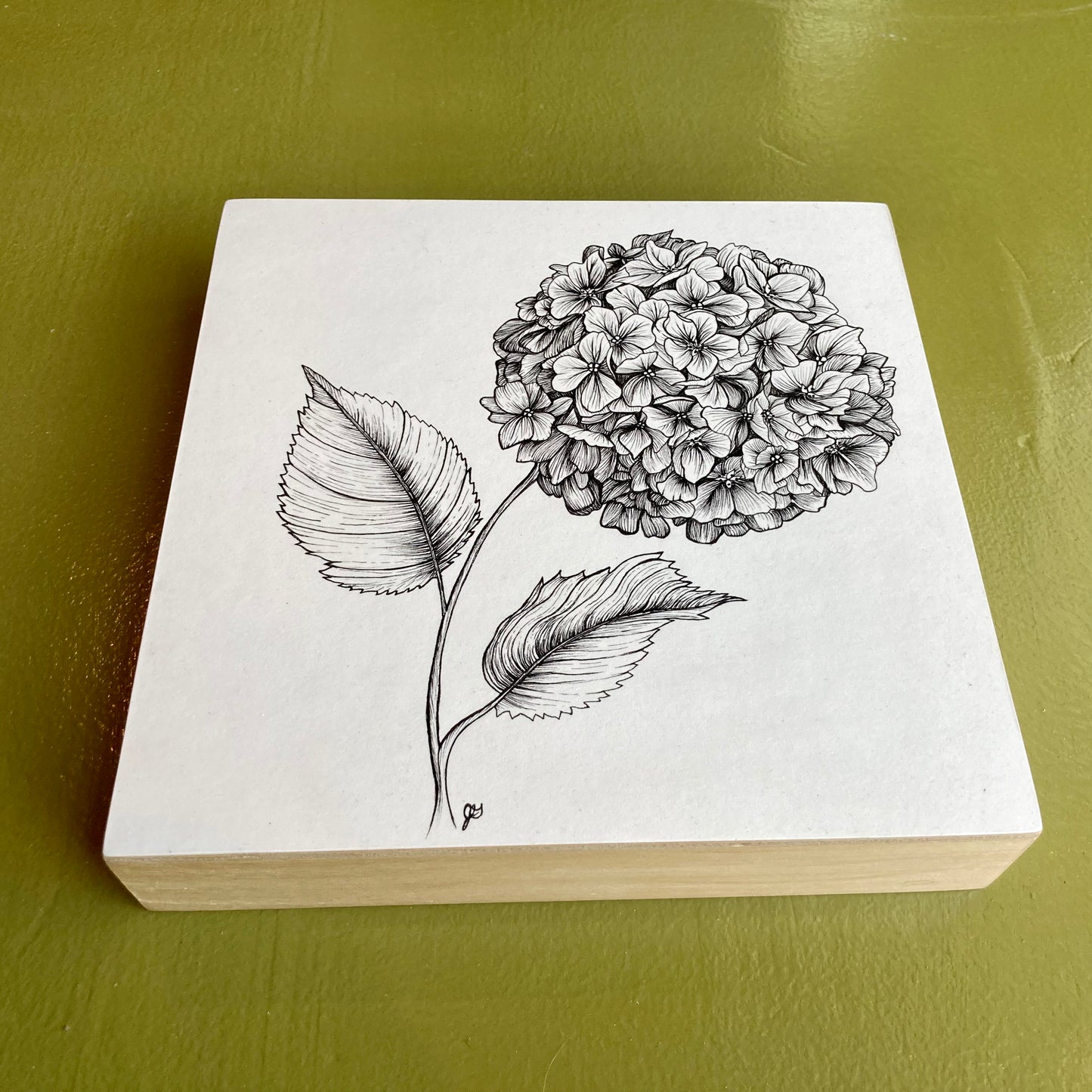 hydrangea original drawing