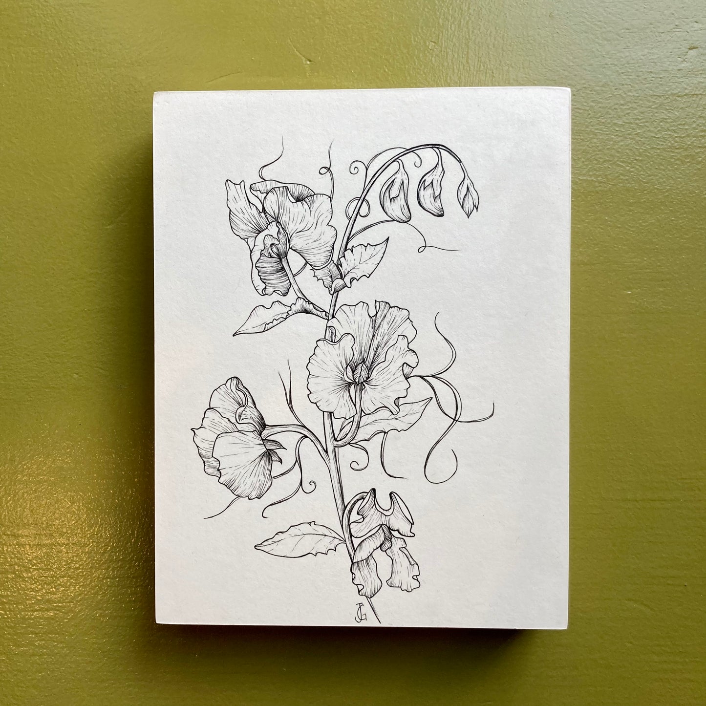 sweet pea original drawing
