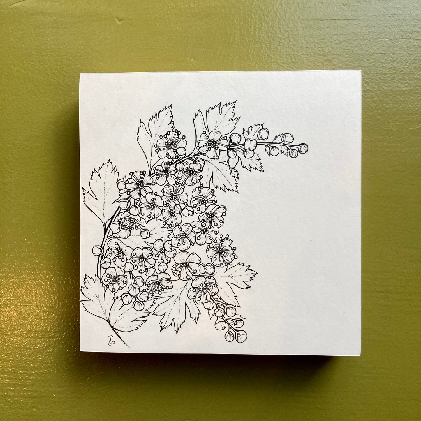hawthorn original drawing
