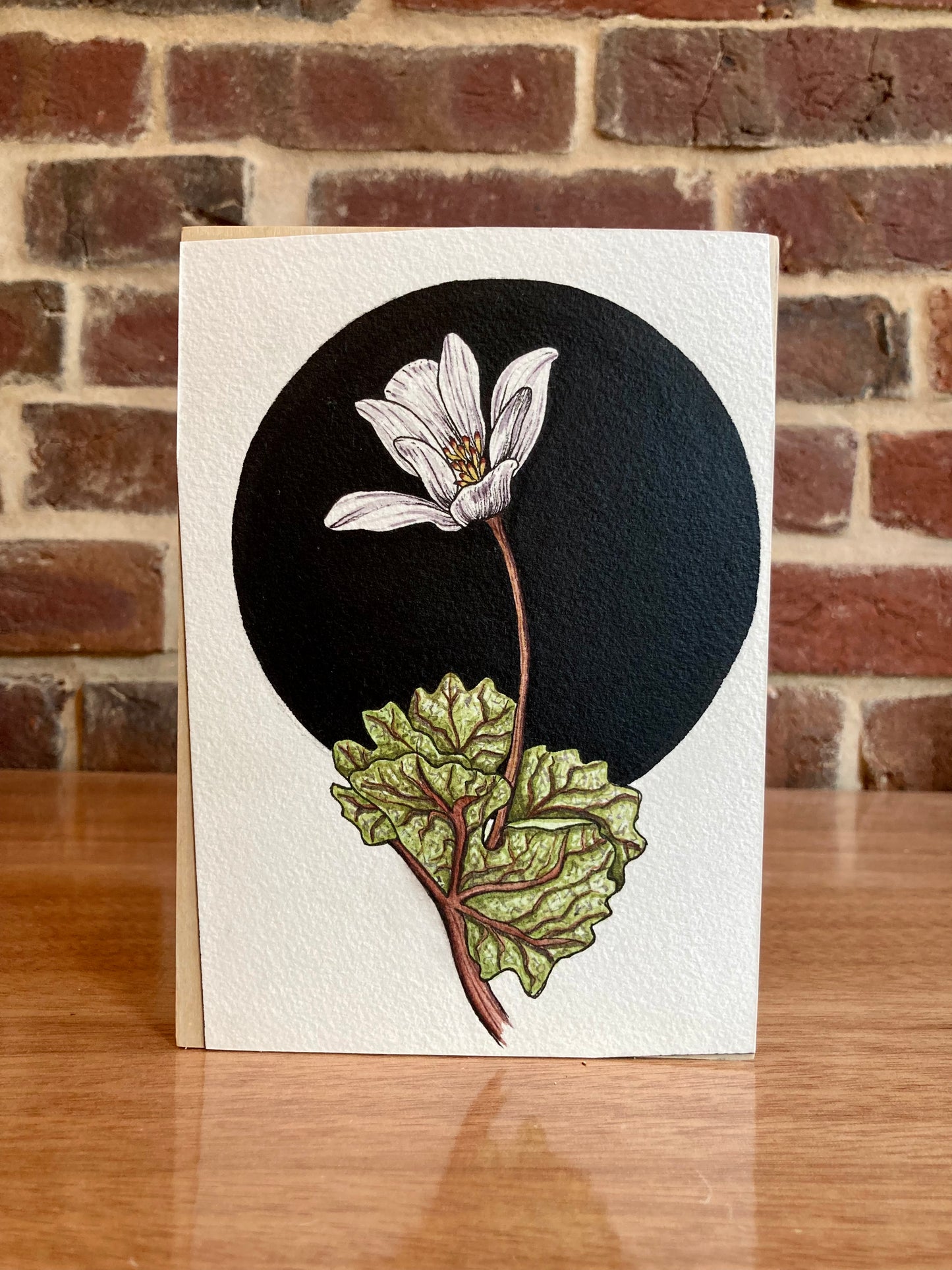 bloodroot botanical painting