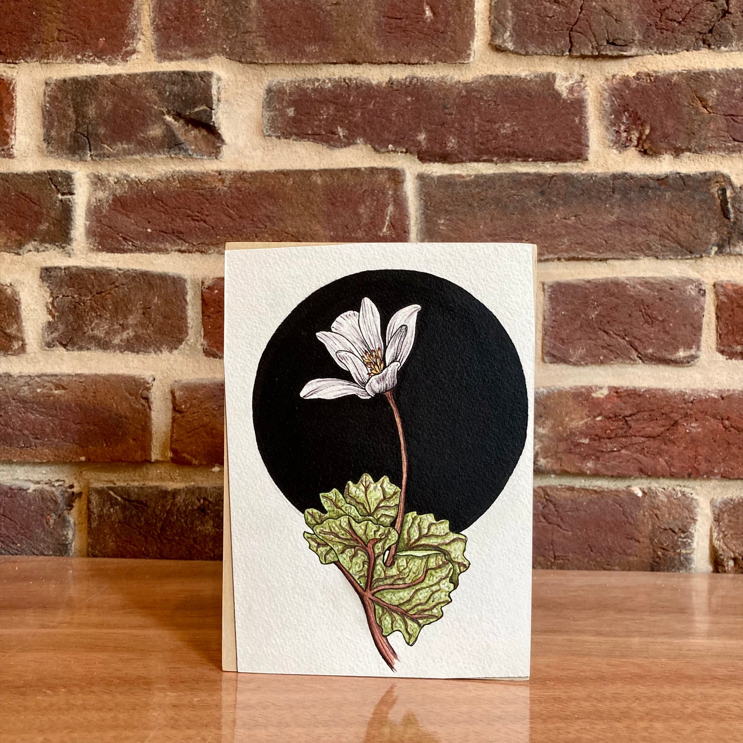 bloodroot botanical painting