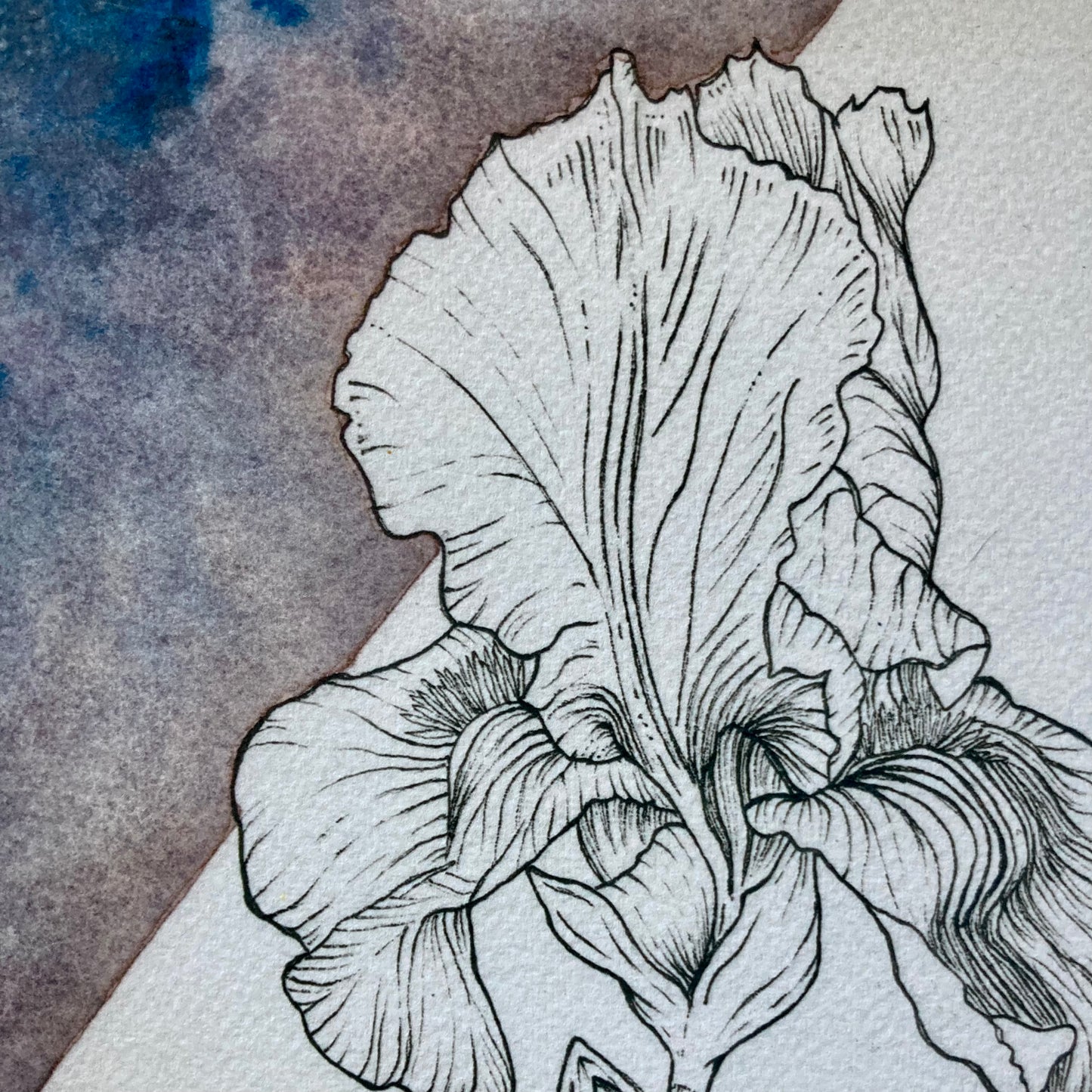 iris sky