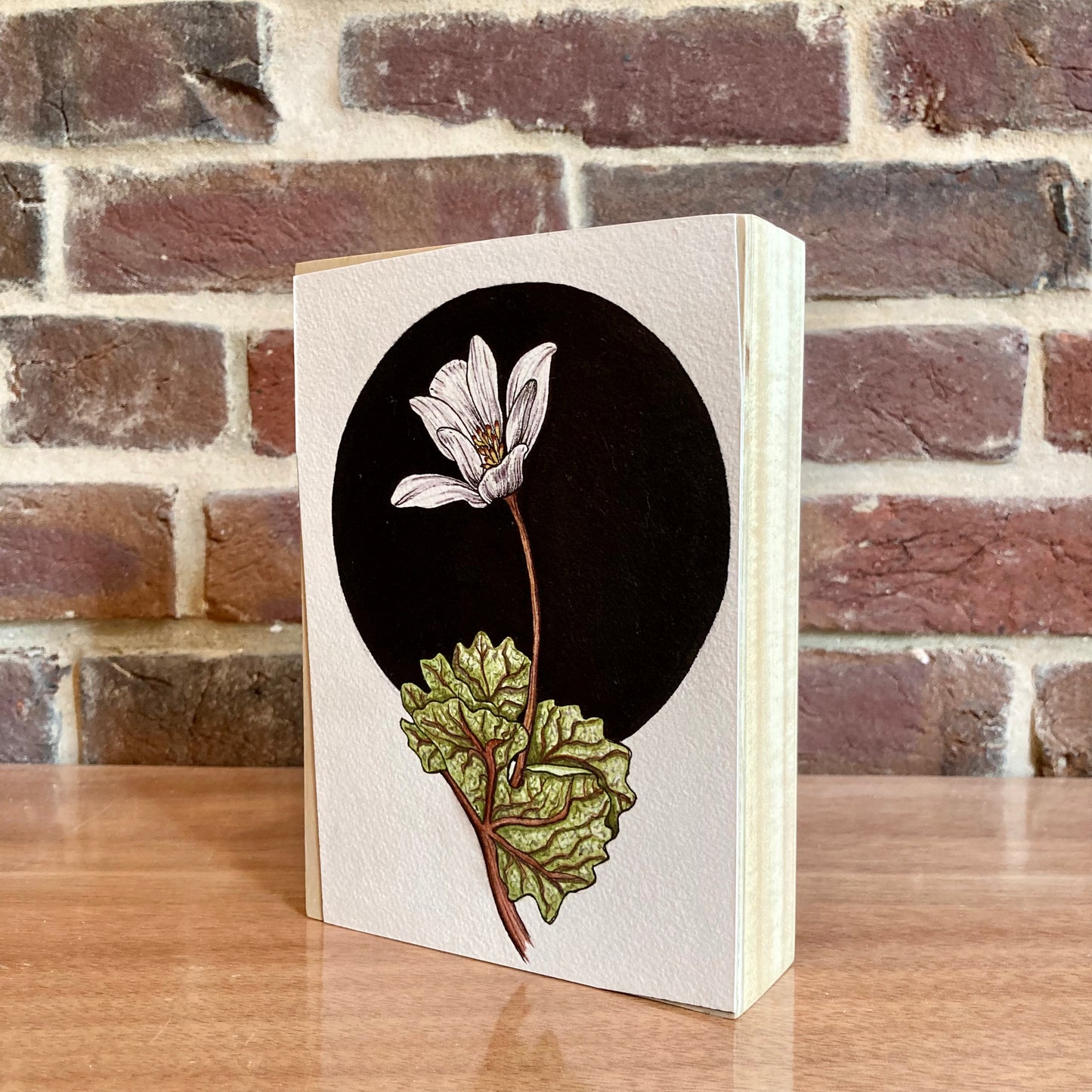 bloodroot botanical painting