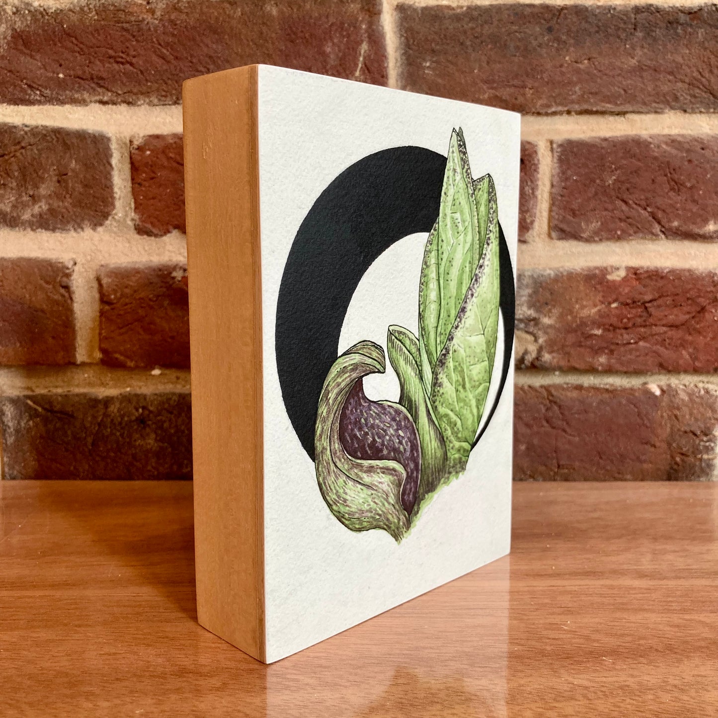 skunk cabbage botanical painting