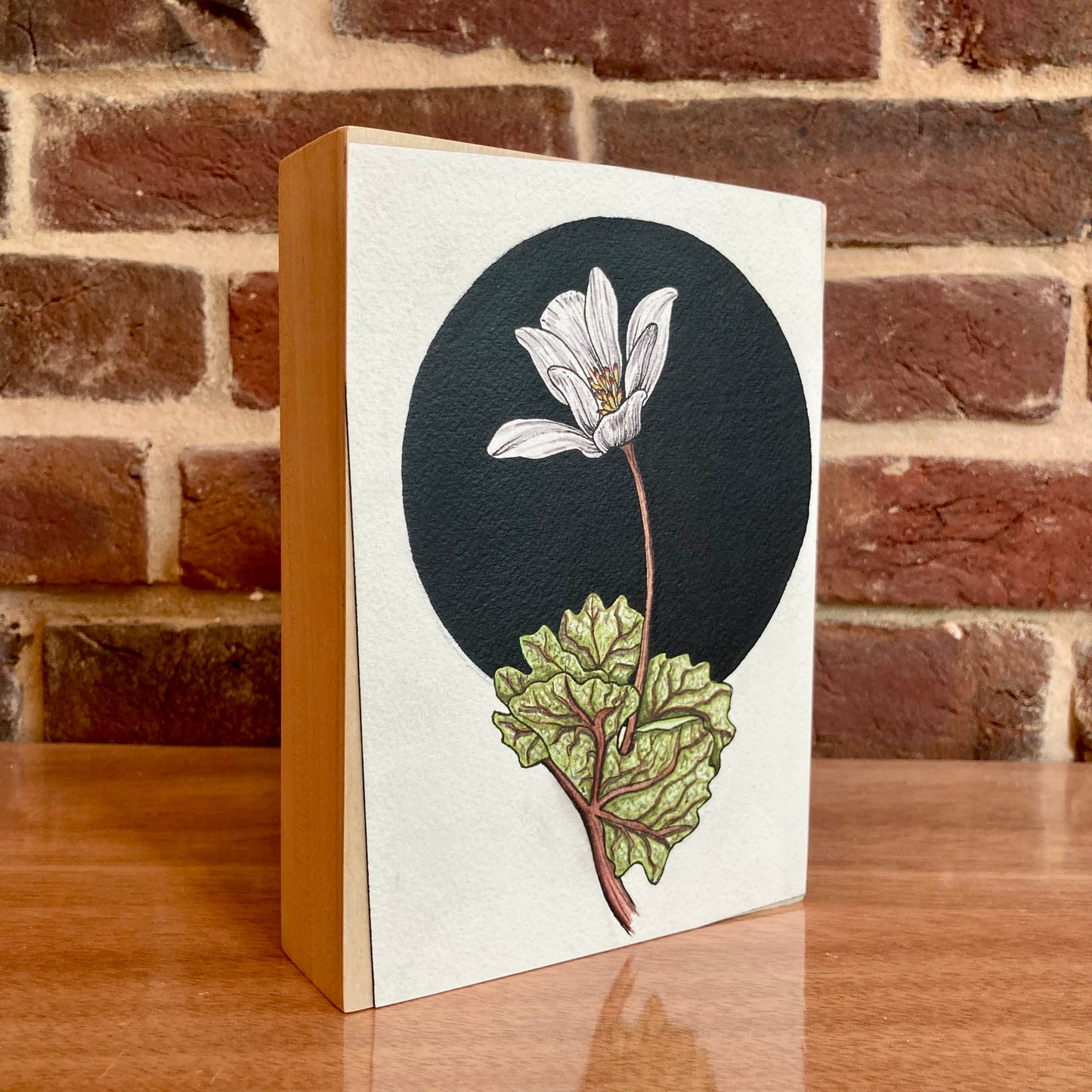 bloodroot botanical painting