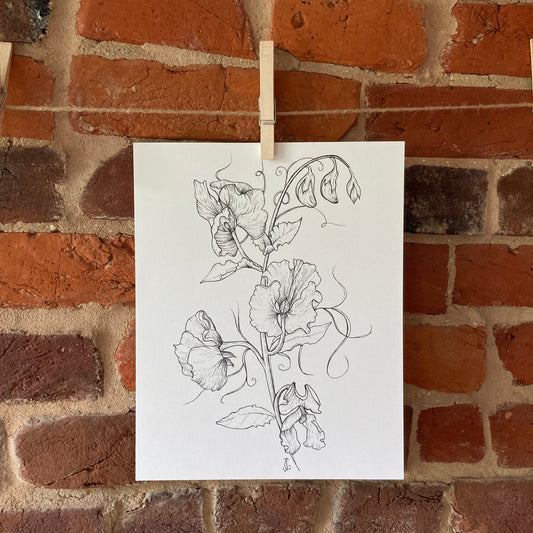 ink drawing sweet peas