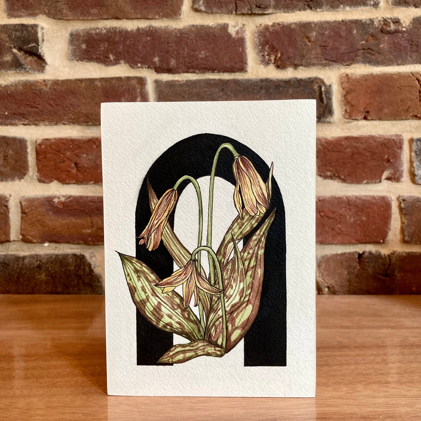 trout lily botanical painting