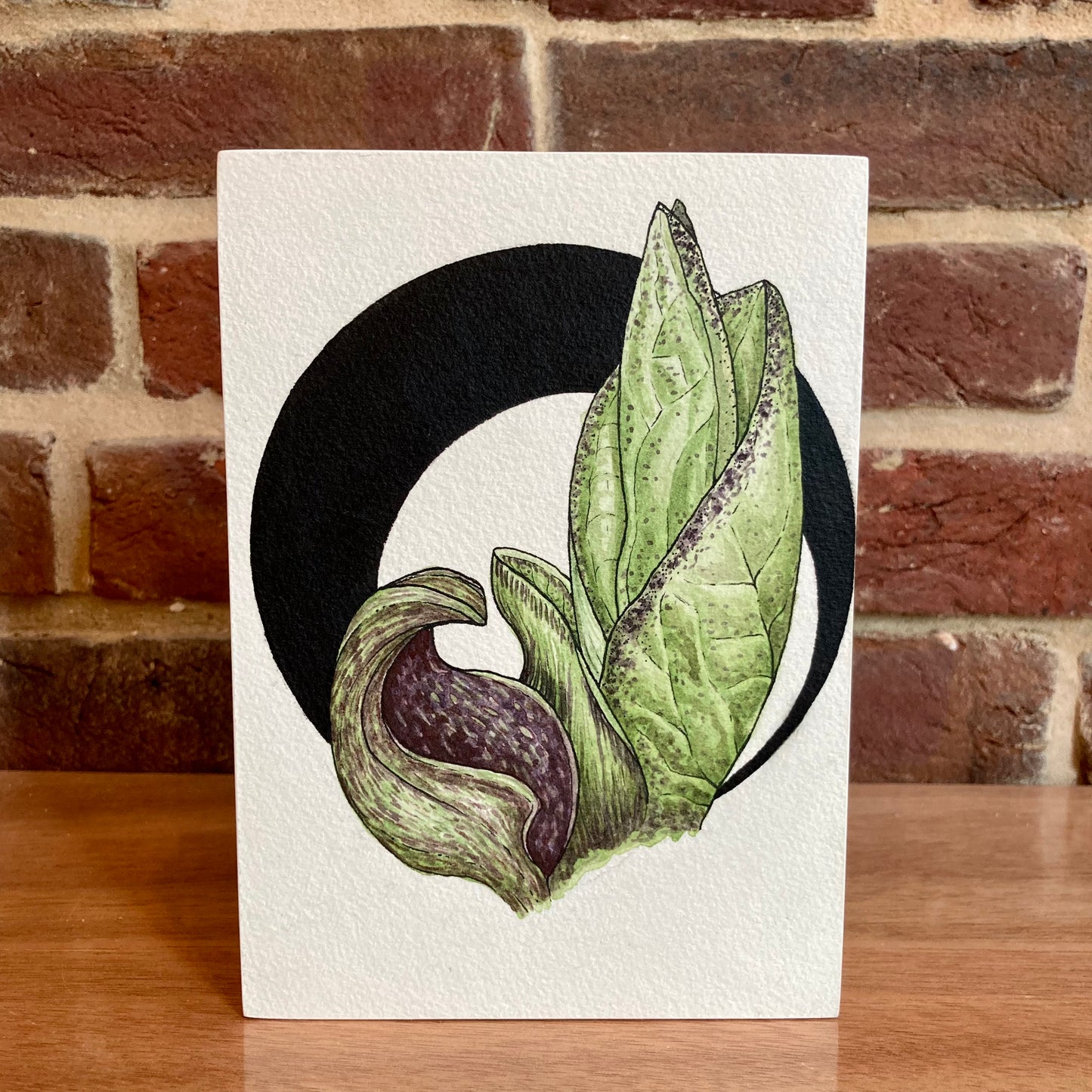 skunk cabbage botanical painting