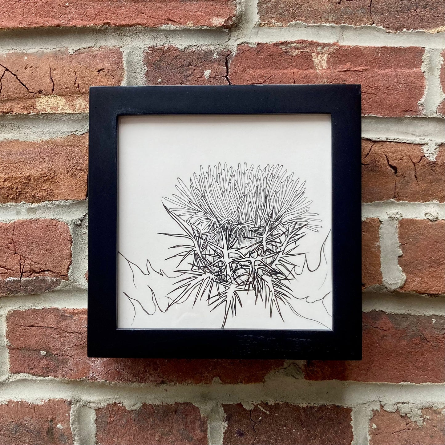 birdlime thistle original drawing - framed