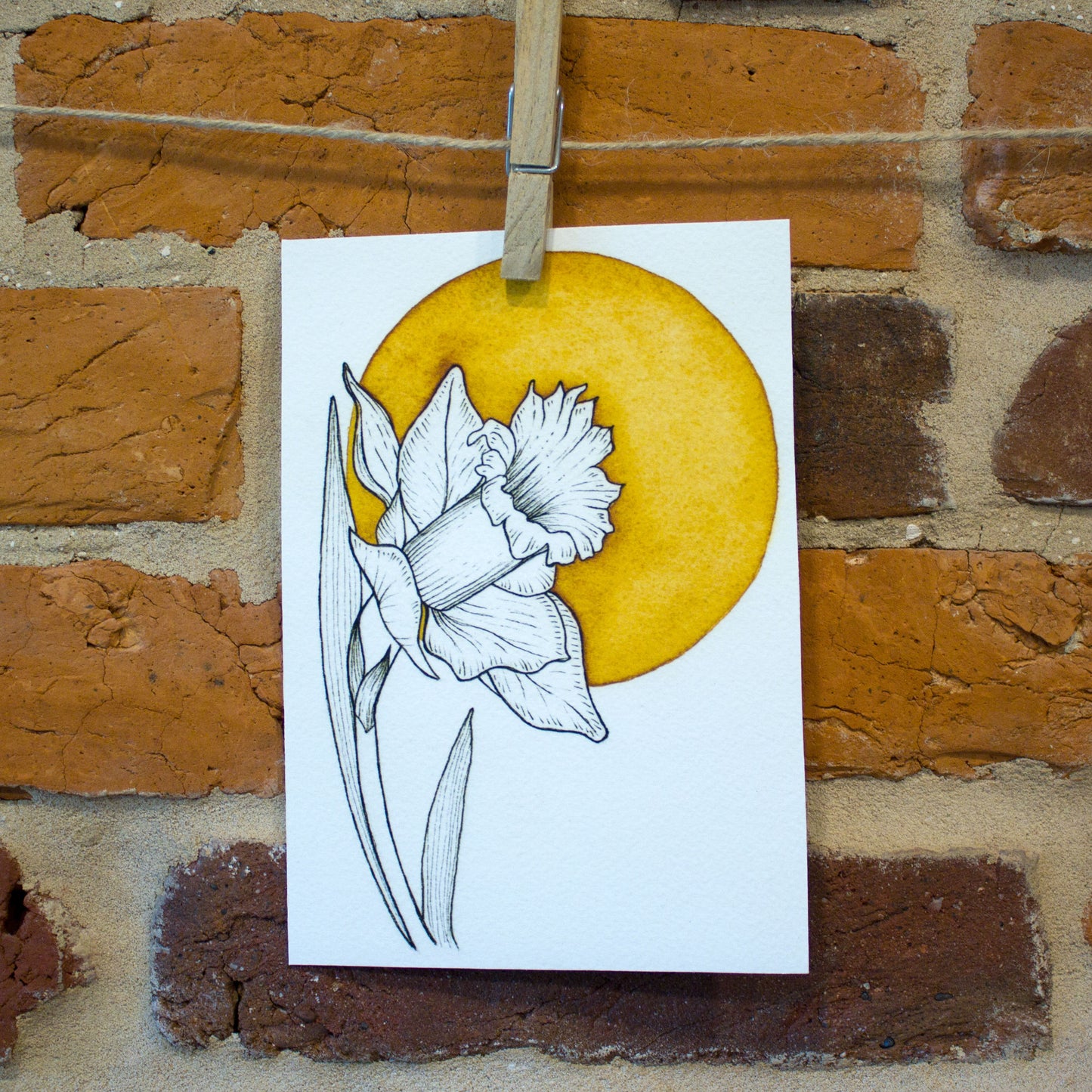 daffodil sun
