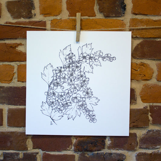 ink drawing hawthorne