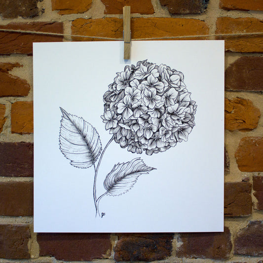 ink drawing hydrangea