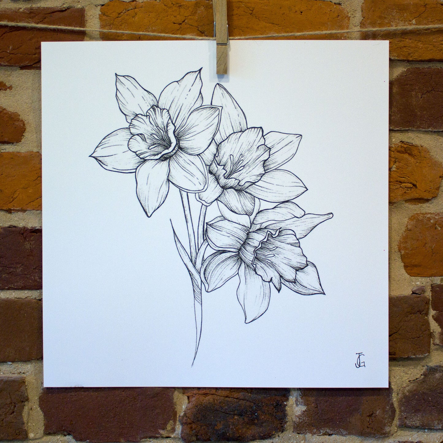 ink drawing jonquil