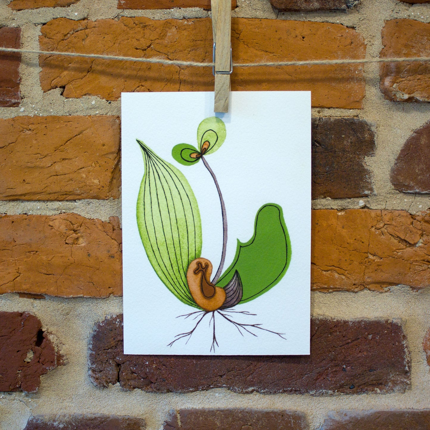 seedling iii