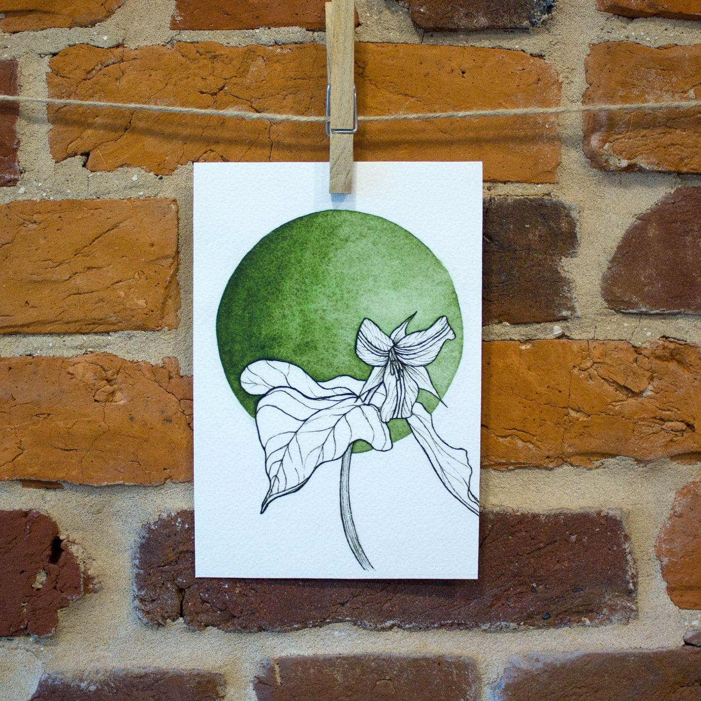 trillium circle
