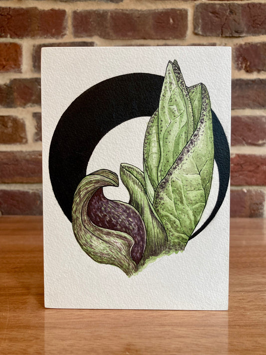 skunk cabbage botanical painting