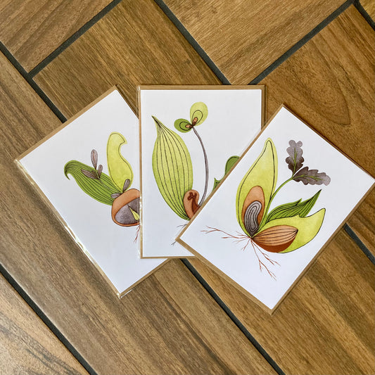 seedlings - blank cards with envelope - 3 pack