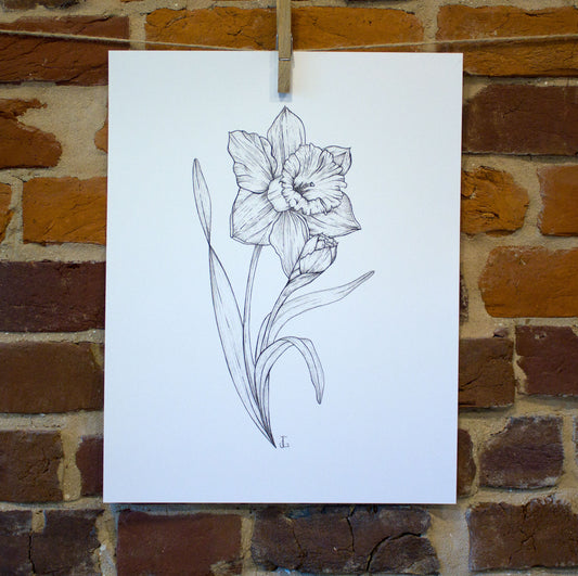 ink drawing daffodil